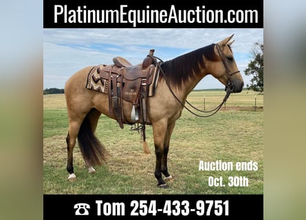 American Quarter Horse, Castrone, 6 Anni, 142 cm, Pelle di daino