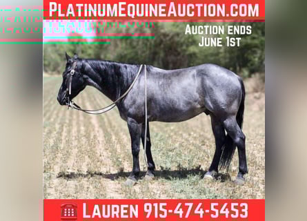 American Quarter Horse, Castrone, 6 Anni, 142 cm, Roano blu