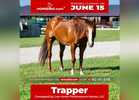 American Quarter Horse, Castrone, 6 Anni, 142 cm, Sauro ciliegia