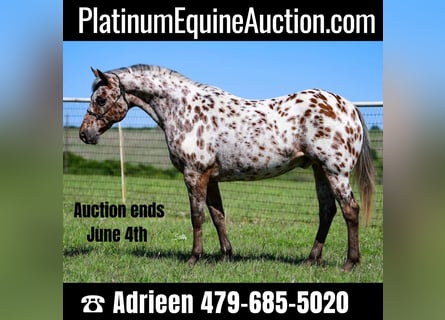 American Quarter Horse, Castrone, 6 Anni, 142 cm, Sauro scuro