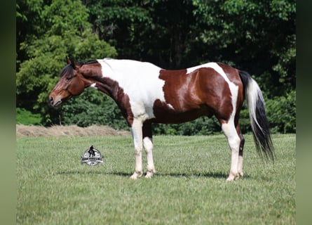 American Quarter Horse, Castrone, 6 Anni, 142 cm, Tobiano-tutti i colori