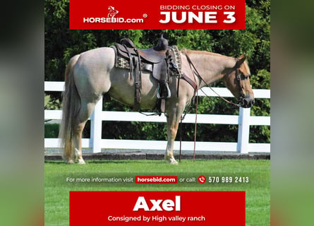 American Quarter Horse Mix, Castrone, 6 Anni, 145 cm, Roano rosso