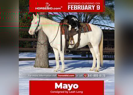 American Quarter Horse, Castrone, 6 Anni, 147 cm, Cremello