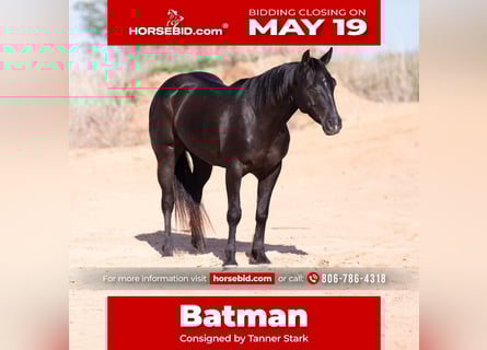 American Quarter Horse, Castrone, 6 Anni, 147 cm, Morello