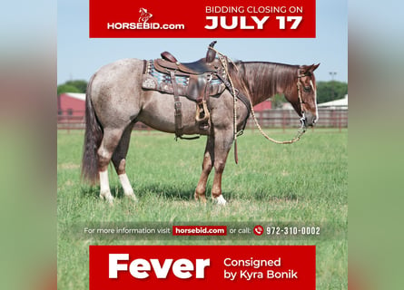 American Quarter Horse, Castrone, 6 Anni, 147 cm, Roano rosso