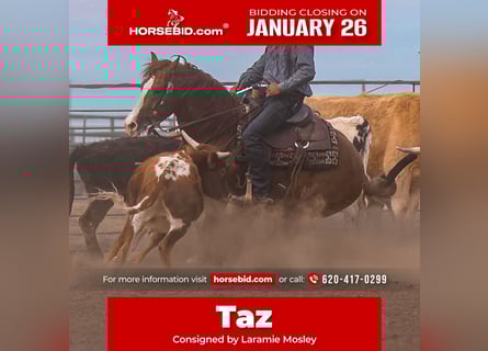 American Quarter Horse, Castrone, 6 Anni, 147 cm, Sauro ciliegia