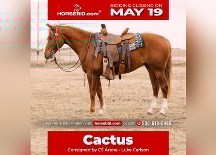 American Quarter Horse, Castrone, 6 Anni, 147 cm, Sauro ciliegia