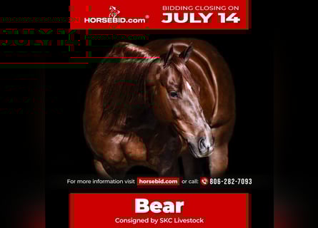 American Quarter Horse, Castrone, 6 Anni, 147 cm, Sauro scuro