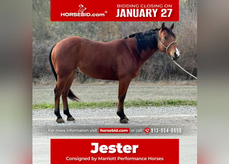 American Quarter Horse, Castrone, 6 Anni, 150 cm, Baio ciliegia