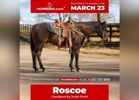 American Quarter Horse, Castrone, 6 Anni, 150 cm, Baio roano