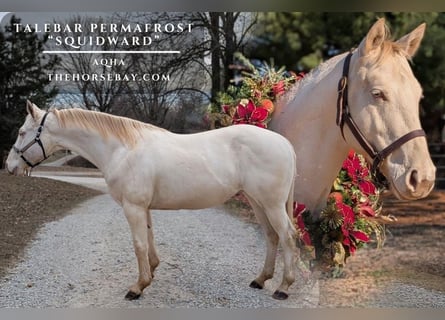 American Quarter Horse, Castrone, 6 Anni, 150 cm, Cremello