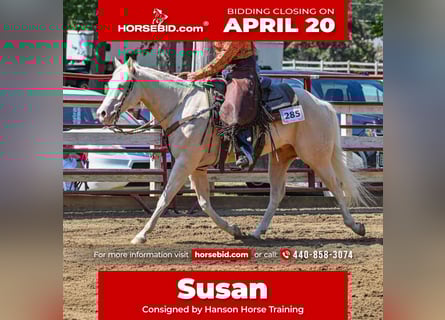 American Quarter Horse, Castrone, 6 Anni, 150 cm, Cremello