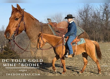 American Quarter Horse, Castrone, 6 Anni, 150 cm, Falbo