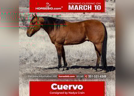 American Quarter Horse, Castrone, 6 Anni, 150 cm, Falbo