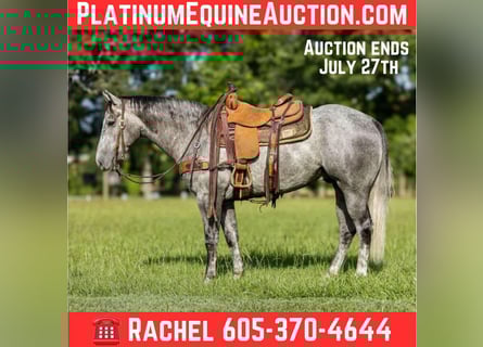 American Quarter Horse, Castrone, 6 Anni, 150 cm, Grigio