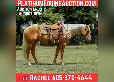 American Quarter Horse, Castrone, 6 Anni, 150 cm, Palomino