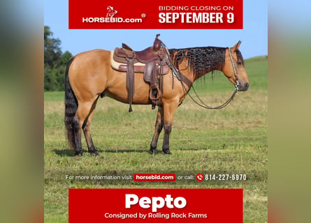 American Quarter Horse, Castrone, 6 Anni, 150 cm, Pelle di daino