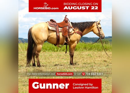 American Quarter Horse, Castrone, 6 Anni, 150 cm