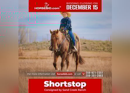 American Quarter Horse, Castrone, 6 Anni, 150 cm, Roano rosso