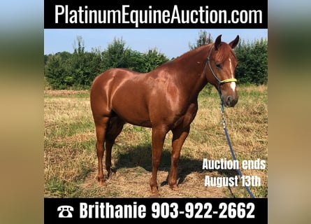 American Quarter Horse, Castrone, 6 Anni, 150 cm, Sauro scuro