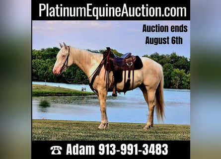 American Quarter Horse, Castrone, 6 Anni, 152 cm, Cremello