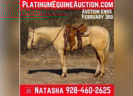American Quarter Horse, Castrone, 6 Anni, 152 cm, Cremello
