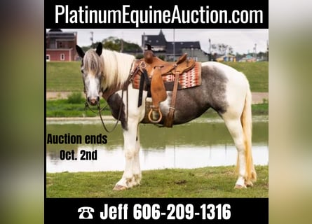 American Quarter Horse, Castrone, 6 Anni, 152 cm, Grigio