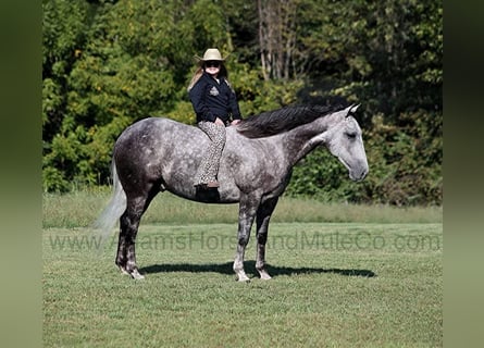 American Quarter Horse, Castrone, 6 Anni, 152 cm, Grigio pezzato