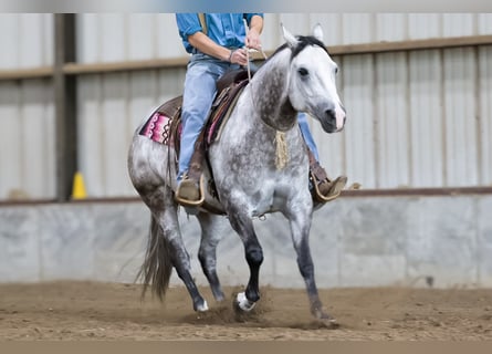 American Quarter Horse, Castrone, 6 Anni, 152 cm, Grigio