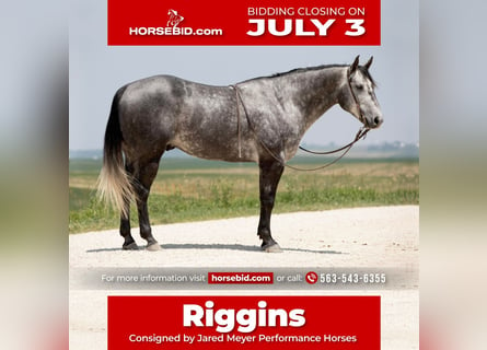 American Quarter Horse, Castrone, 6 Anni, 152 cm, Grigio