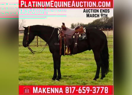 American Quarter Horse, Castrone, 6 Anni, 152 cm, Morello