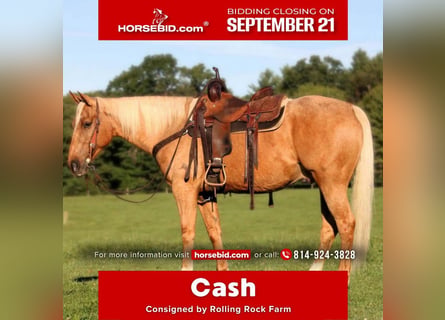 American Quarter Horse, Castrone, 6 Anni, 152 cm, Palomino