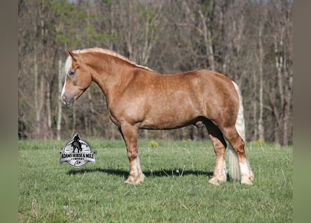 American Quarter Horse, Castrone, 6 Anni, 152 cm, Palomino