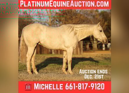 American Quarter Horse, Castrone, 6 Anni, 152 cm, Palomino