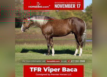 American Quarter Horse, Castrone, 6 Anni, 152 cm, Palomino