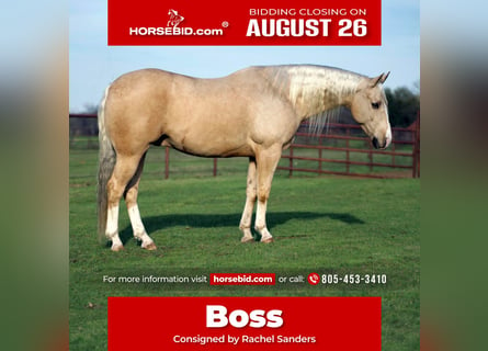 American Quarter Horse, Castrone, 6 Anni, 152 cm, Palomino