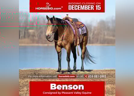 American Quarter Horse, Castrone, 6 Anni, 152 cm, Pelle di daino