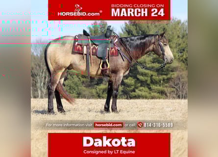 American Quarter Horse, Castrone, 6 Anni, 152 cm, Pelle di daino