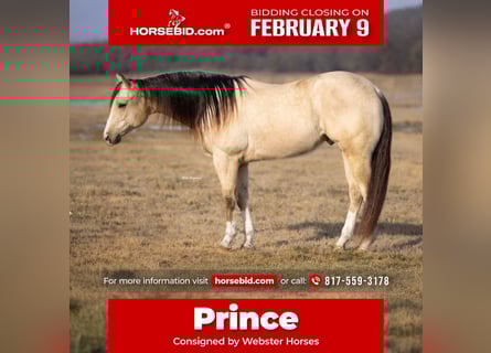 American Quarter Horse, Castrone, 6 Anni, 152 cm, Pelle di daino