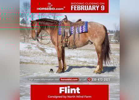 American Quarter Horse, Castrone, 6 Anni, 152 cm, Roano rosso