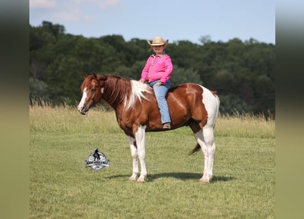 American Quarter Horse, Castrone, 6 Anni, 152 cm, Sauro ciliegia