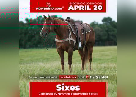 American Quarter Horse, Castrone, 6 Anni, 152 cm, Sauro ciliegia