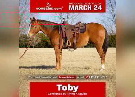 American Quarter Horse, Castrone, 6 Anni, 152 cm, Sauro ciliegia