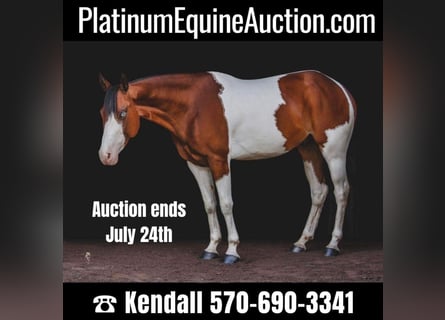 American Quarter Horse, Castrone, 6 Anni, 152 cm, Sauro scuro