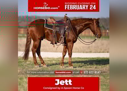 American Quarter Horse, Castrone, 6 Anni, 152 cm, Sauro scuro