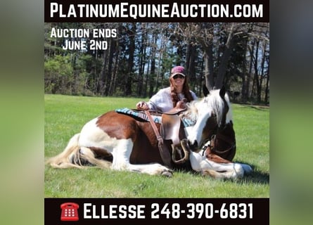 American Quarter Horse, Castrone, 6 Anni, 152 cm, Tobiano-tutti i colori