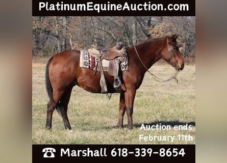 American Quarter Horse, Castrone, 6 Anni, 155 cm, Baio ciliegia