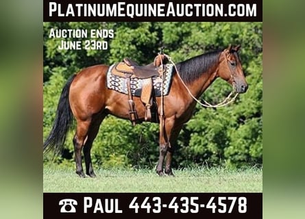 American Quarter Horse, Castrone, 6 Anni, 155 cm, Baio ciliegia