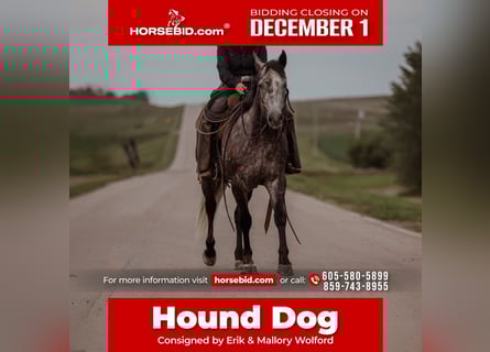 American Quarter Horse, Castrone, 6 Anni, 155 cm, Grigio