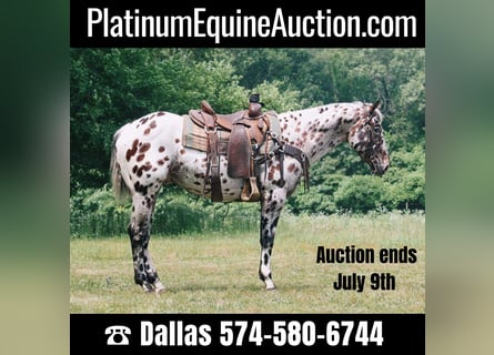 American Quarter Horse, Castrone, 6 Anni, 155 cm, Leopard